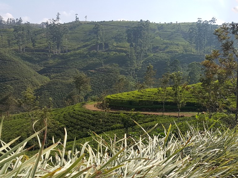 ceylon_tea_plantation_Sri_Lanka_by_Fernanda_Prats