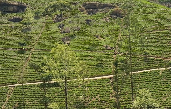 tea fields in Sri Lanka