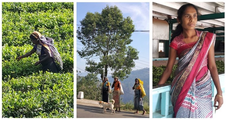Sri Lankan women working in tea plantation