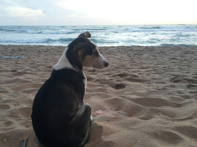 Cachorro na praia