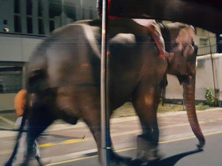 Elefante na rua - Sri Lanka