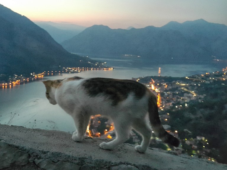 Gatinho e vista aérea de Kotor, Montenegro @pratserie