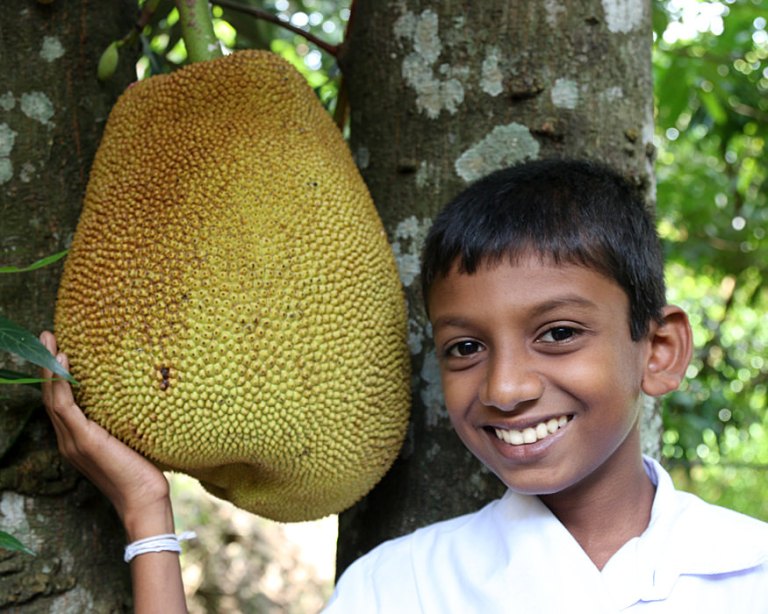 jaca - uma fruta que divide opiniões