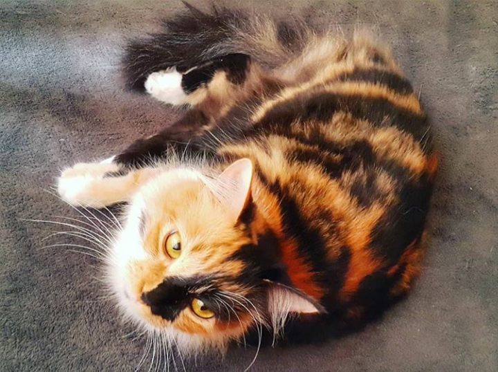 gatinha malhada @pratserie