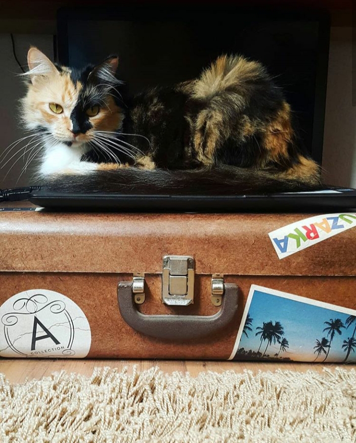 cat-cafe-@pratserie (2)