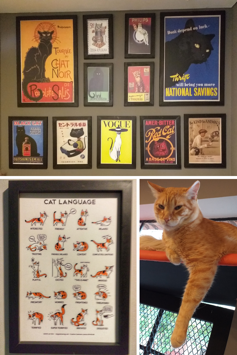 como é um cat café