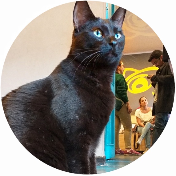 Gatinho no cat café de Bogotá