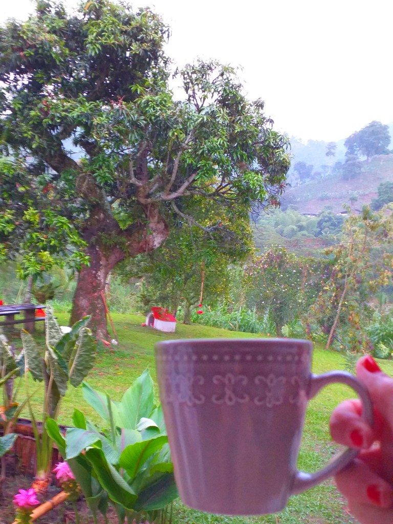 coffee at Hacienda Venecia, Colombia @pratserie