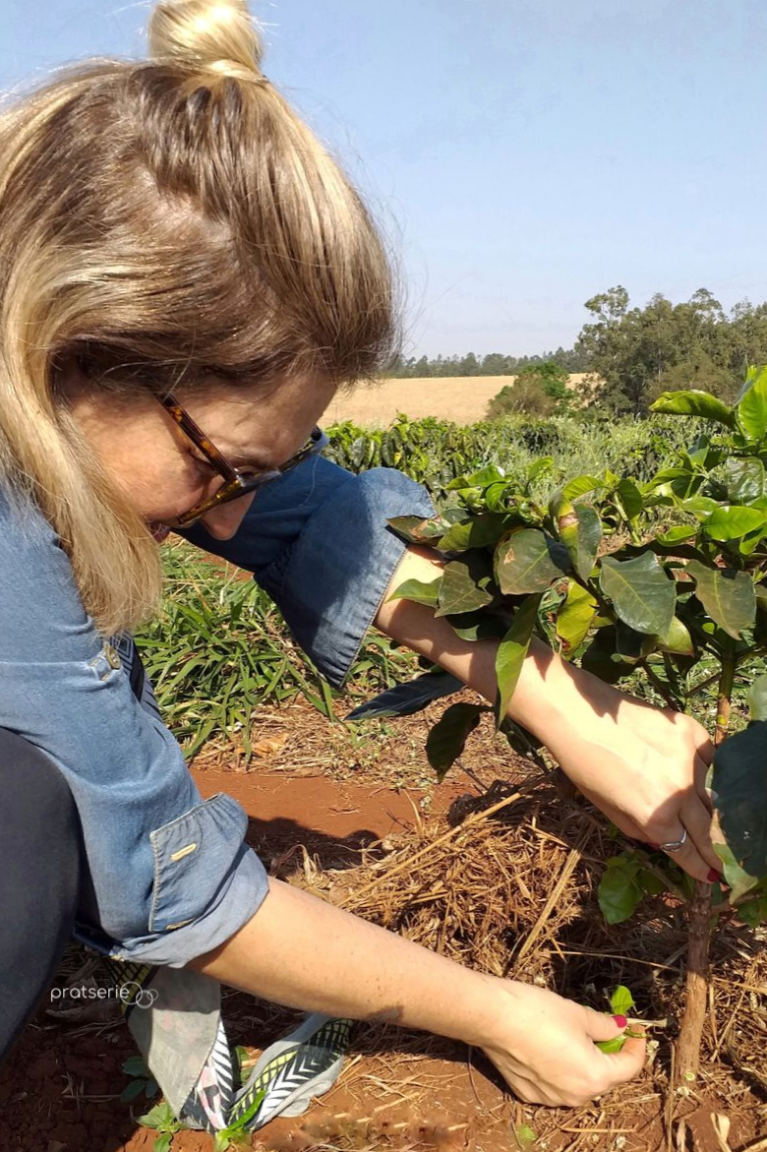 plantação de café no Paraná @pratserie